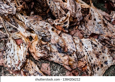 Cardiff, UK. November 2018. Hosta Leaves Showing Their Autumn Colours As They Die Back For Winter.