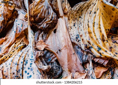 Cardiff, UK. November 2018. Hosta Leaves Showing Their Autumn Colours As They Die Back For Winter.