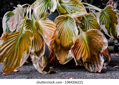 Cardiff, UK. November 2018. Hosta Leaves Showing Their Autumn Colours As They Die Back For Winter.