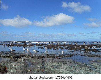 CARDIFF-BY-THE-SEA, CALIFORNIA/U.S.A. – MAY 12, 2020: COVID-19 restrictions and lack of beach crowds, cause more seabirds to congregate on the shoreline.                     