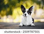 cardigan welsh corgi dog lying down outdoors in summer