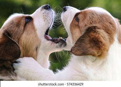 Cardigan Welsh Corgi Puppies Playing