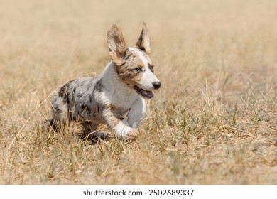 Cardigan Welsh Corgi Puppy  running in Dry Grass Field