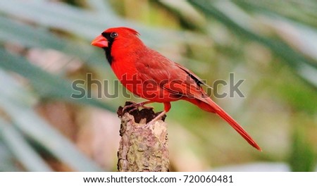 Cardinal