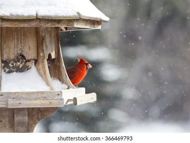 Cardinal At Bird Feeder Snow Storm Canada Male Red