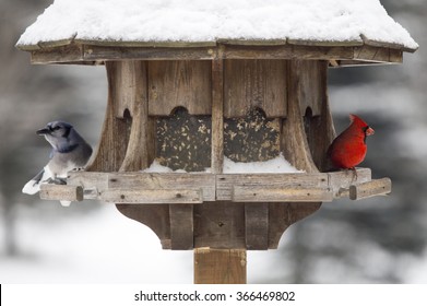 Cardinal At Bird Feeder Snow Storm Canada Male Red