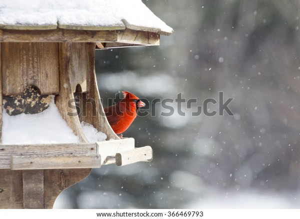 Cardinal Bird Feeder Snow Storm Canada Animals Wildlife Stock Image