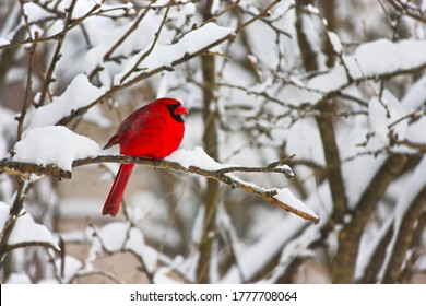 Cardinal Bird Winter Nature Landscape