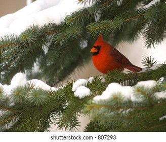 Cardinal in an evergreen
