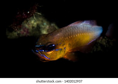 fish with eggs in mouth