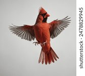 A cardinal in flight looking beautiful 