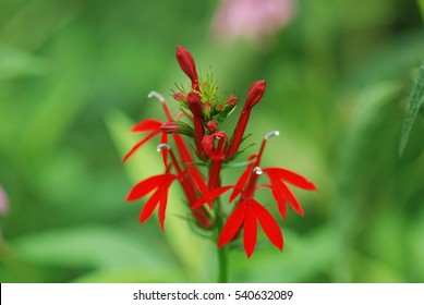 Cardinal Flower In Morning Dew