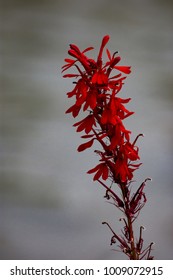 Cardinal Flower On A Foggy Morning 