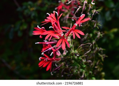 Cardinal Flower Taken With Flash