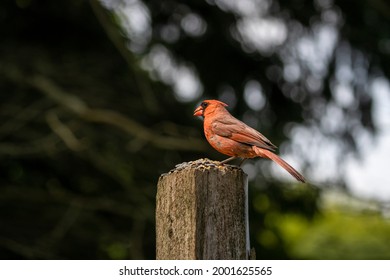 Cardinal at Lynde Shores Conservation Area