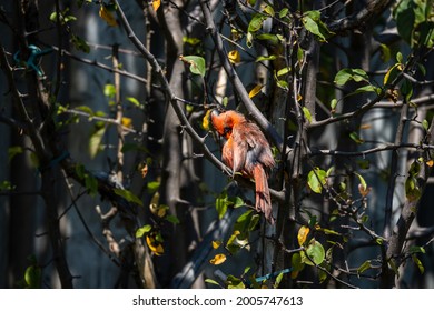 Cardinal at Lynde Shores Conservation Area Ajax Ontario