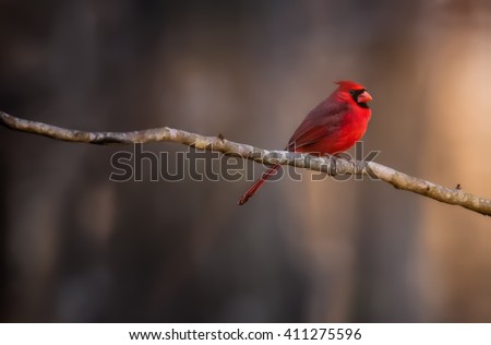 cardinal staffing