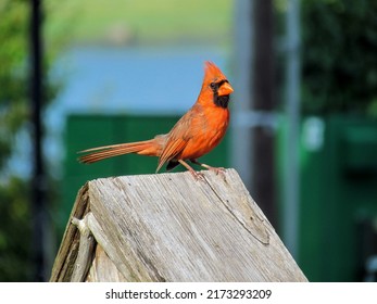 Cardinal Perched On Bird House