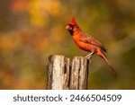 Cardinal Perched on a Tree Branch