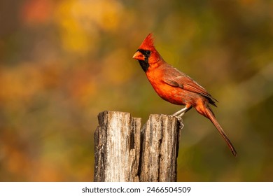 Cardinal Perched on a Tree Branch - Powered by Shutterstock