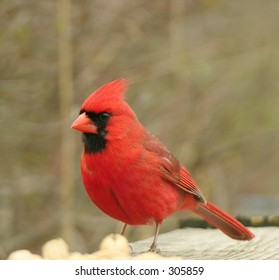 Cardinal perched on a wooden railing.
