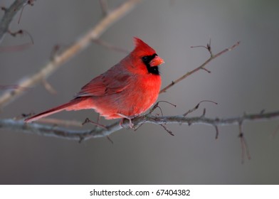 Cardinal perched in a tree on a winter day