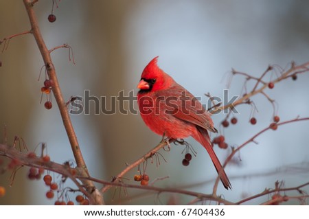Cardinal perched in a tree on a winter day
