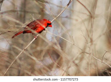 A cardinal perching in the leafless branches of fall.