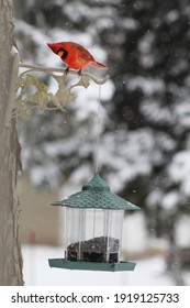 Cardinal Sealing Feed During Winter Snow