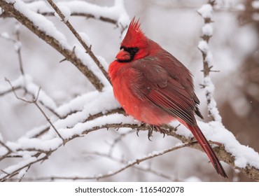 Cardinal In Snow