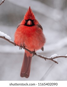 Cardinal In Snow