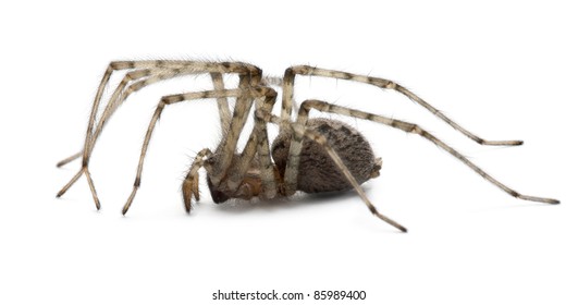 54 Cardinal Spider Images, Stock Photos & Vectors | Shutterstock