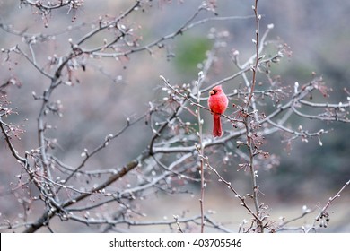 Cardinal At Spring