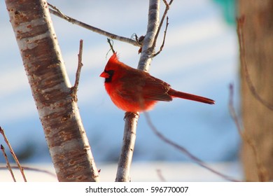 Cardinal in tree 8