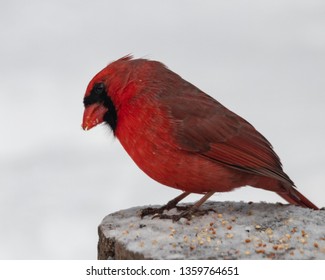 Cardinal, winter bird in Canada