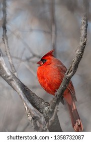 a Cardinalidae on the branch 