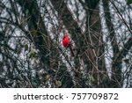 Cardinals Birds Trees Pheasant Branch Conservancy Middleton Wisconsin