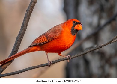 Cardinals, In The Family Cardinalidae, Are Passerine Birds