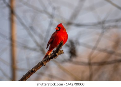 Cardinals, In The Family Cardinalidae, Are Passerine Birds