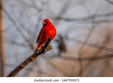 Cardinals, In The Family Cardinalidae, Are Passerine Birds