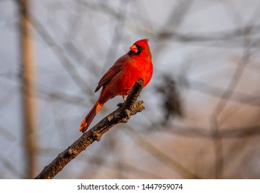 Cardinals, In The Family Cardinalidae, Are Passerine Birds