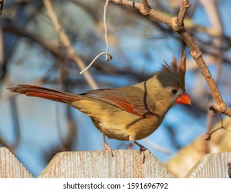 Cardinals, In The Family Cardinalidae, Are Passerine Birds Found In North And South America.