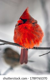 Cardinals, In The Family Cardinalidae, Are Passerine Birds