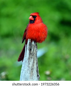 Cardinals, in the family Cardinalidae, are passerine birds found in North and South America. They are also known as cardinal-grosbeaks and cardinal-buntings.