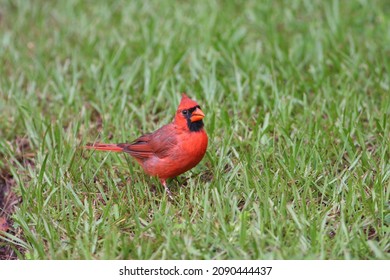 Cardinals, In The Family Cardinalidae, Are Passerine Birds Found In North And South America