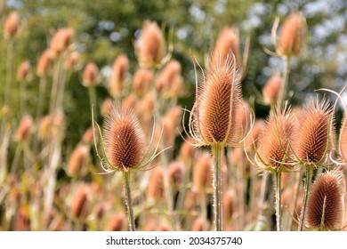 Carding thistles, Dipsacus fullonum, in the field at the end of summer - Powered by Shutterstock