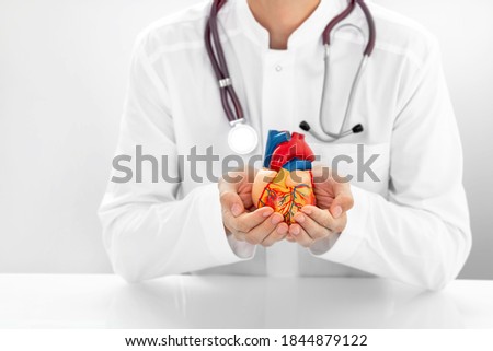 Cardiologist with stethoscope holding a model heart in hands. Medical support for human cardiac health