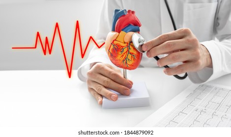 Кардиолог использует стетоскоп для прослушивания звуков биения анатомической модели сердца. Концепция заболеваний сердца, сердечно-сосудистой системы и лечения
