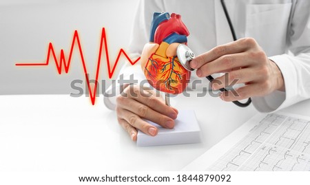 Cardiologist use a stethoscope for the act of listening to sounds beat a heart anatomical model. Concept of heart diseases, cardiovascular system, and medical treatment