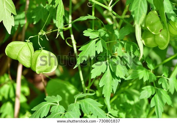 Cardiospermum Halicacabum Balloon Vine Balloonvine Heart Stock Photo Edit Now